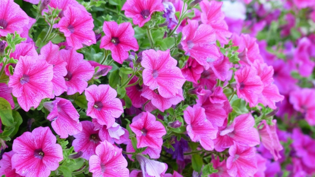 kwitnąca petunia ogrodowa fot. Hans Braxmeier - Pixabay.com