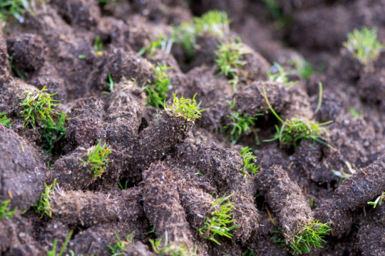 trawa po aeracji fot. iredding01 - Fotolia.com