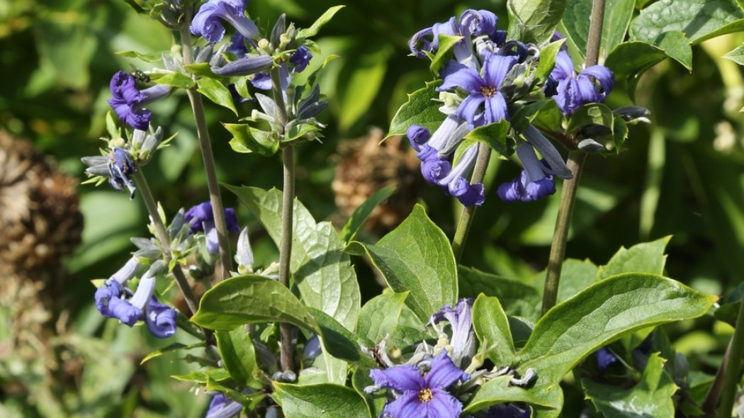 Clematis heracleifolia Cassandra fot. Grzegorz Falkowski