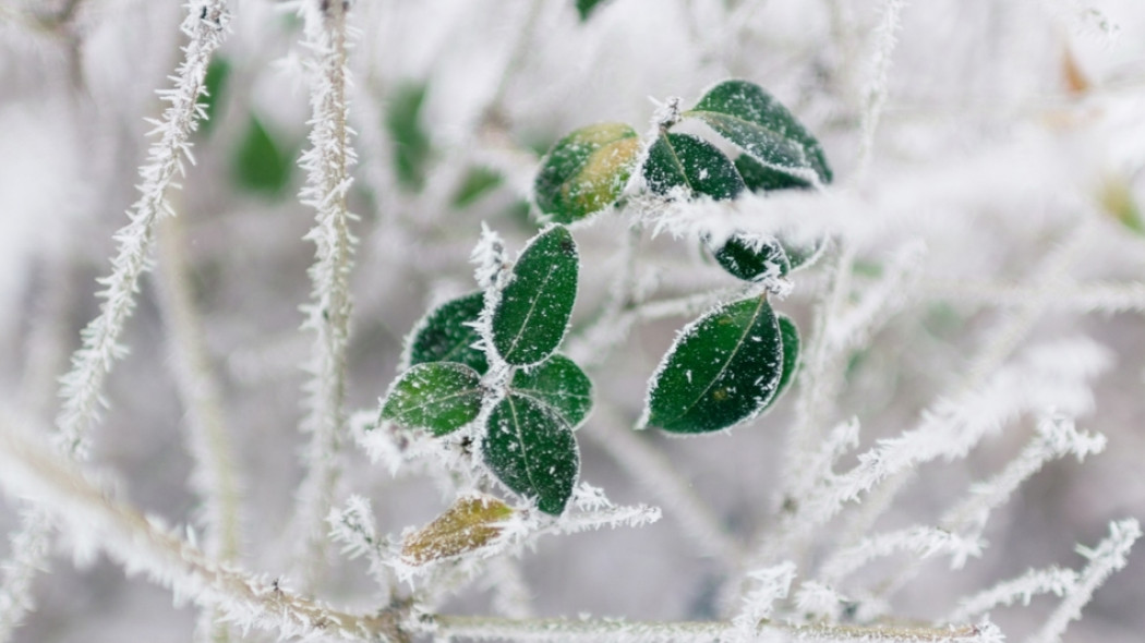 rośliny odporne na mróz fot. Frostroomhead - Fotolia.com