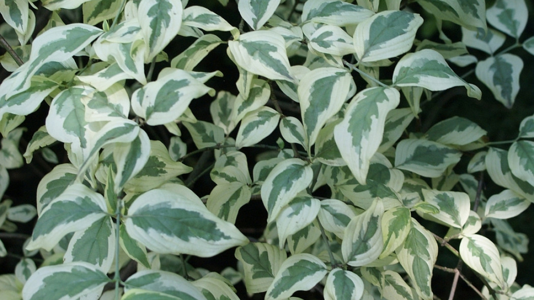 Cornus mas Variegata fot. Grzegorz Falkowski ZSzP