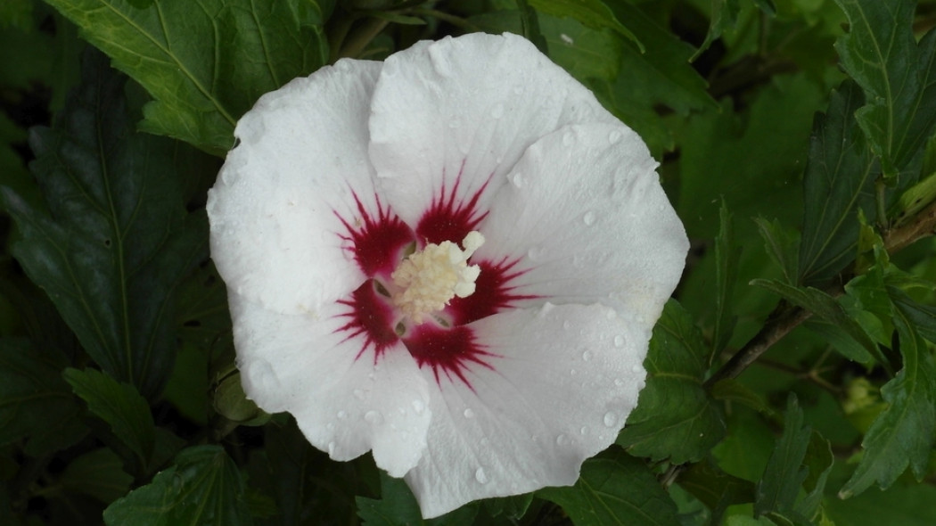 Hibiscus syriacus Red Heart fot. Grzegorz Falkowski
