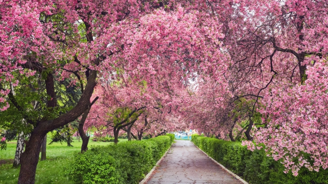 pięknie kwitnące drzewa fot. Saharrr - Fotolia.com