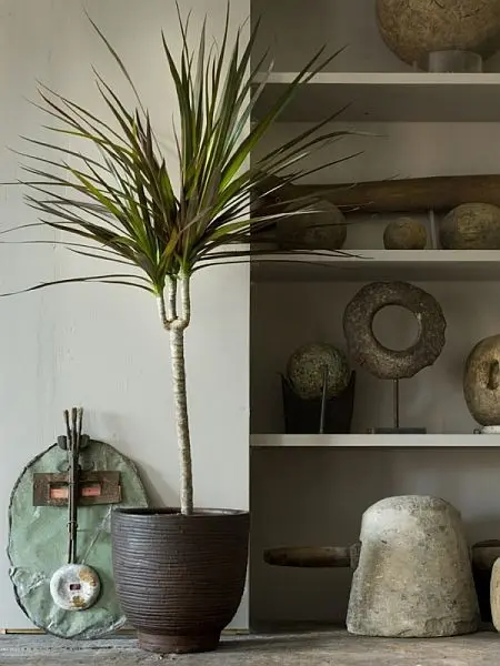 Dracena Magenta (Dracaena marginata 'Magenta')