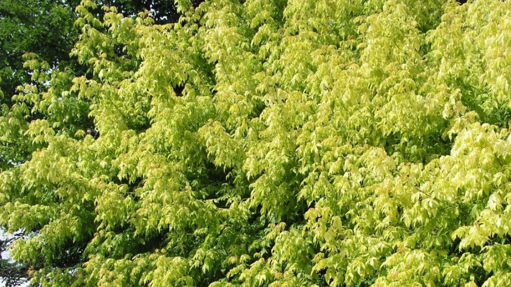 Acer negundo Odessanum fot. Joanna Filipczak