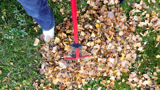 Joseph Ken Pixabay raking-2756006_1920