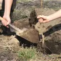 Czy warto kupować sadzonki z nagim korzeniem?