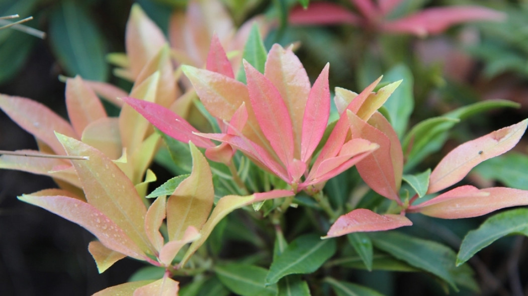 pieris w ogrodzie fot. Etienne-F59 - Pixabay.com