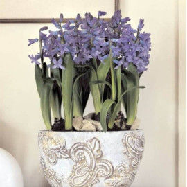 Hiacynt (Hyacinthus) Pochodzi z Azji. Występuje w wielu kolorach. Kwitnie w temperaturze 16 – 20 ºC, przez około 21 dni. Okres ten może być skrócony, jeśli temperatura będzie wyższa. Bryła korzeniowa powinna być umiarkowanie wilgotna. Nie potrzebuje dodatkowego nawożenia. Dostępny od listopada do kwietnia, fot. Biuro Kwiatowe Holandia