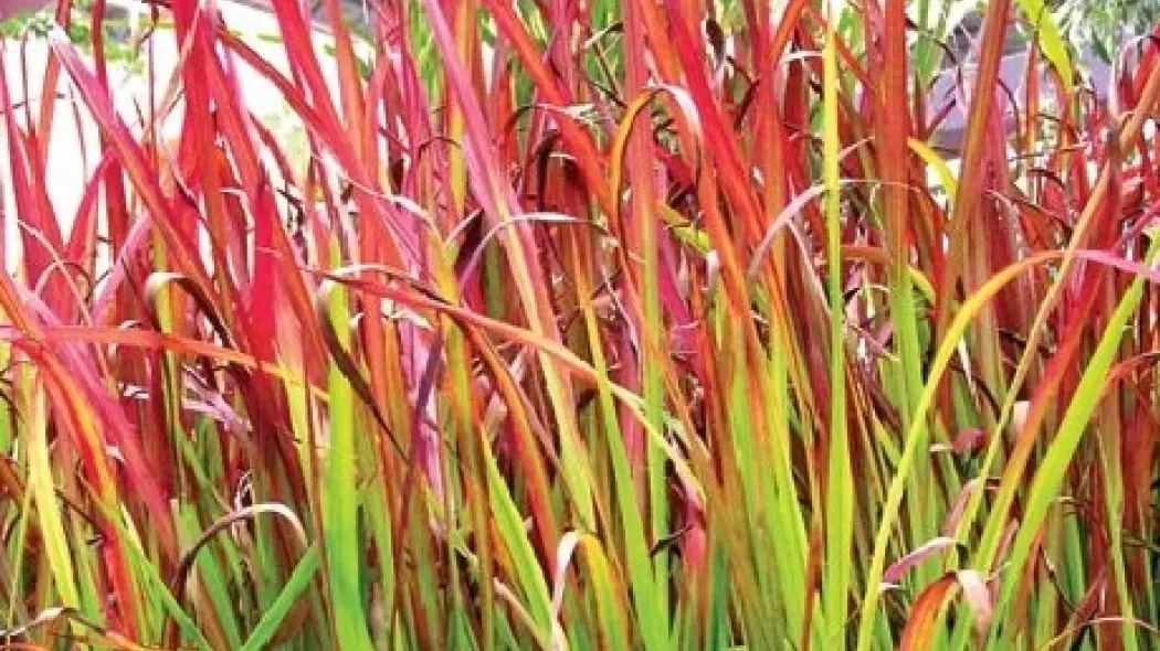 Imperata cylindryczna