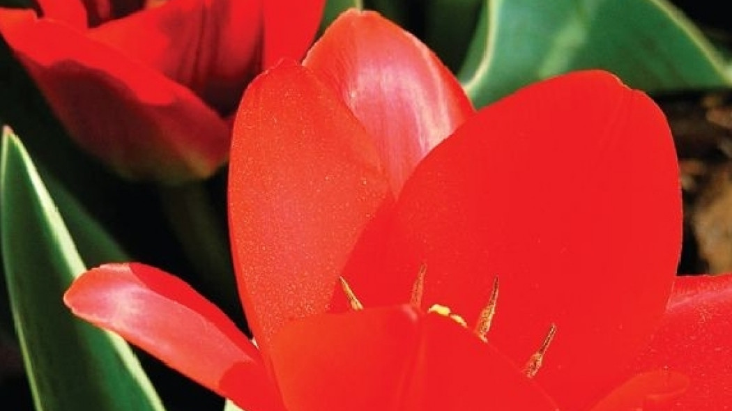 Tulipan 'Fashion'