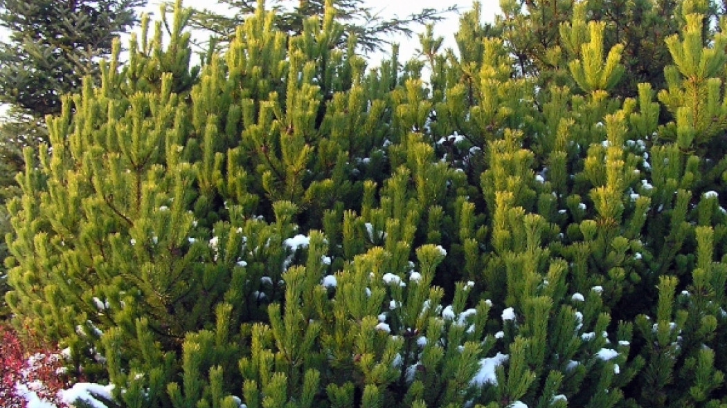 Sosna górska, kosodrzewina (Pinus mugo) - w naturze