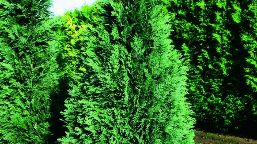 Cyprysik Lawsona 'Columnaris' fot. Praktiker