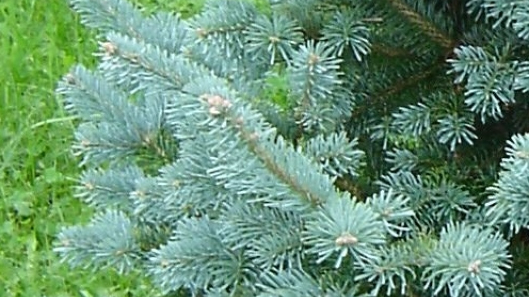 Jodła górska 'Compacta' (fot. www.poradnikogrodniczy.pl)