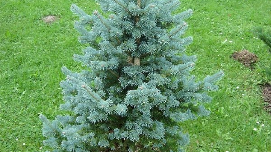 Jodła górska 'Compacta' (fot. www.poradnikogrodniczy.pl)