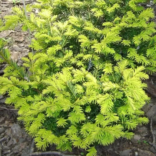 Cis pospolity 'Aurea'