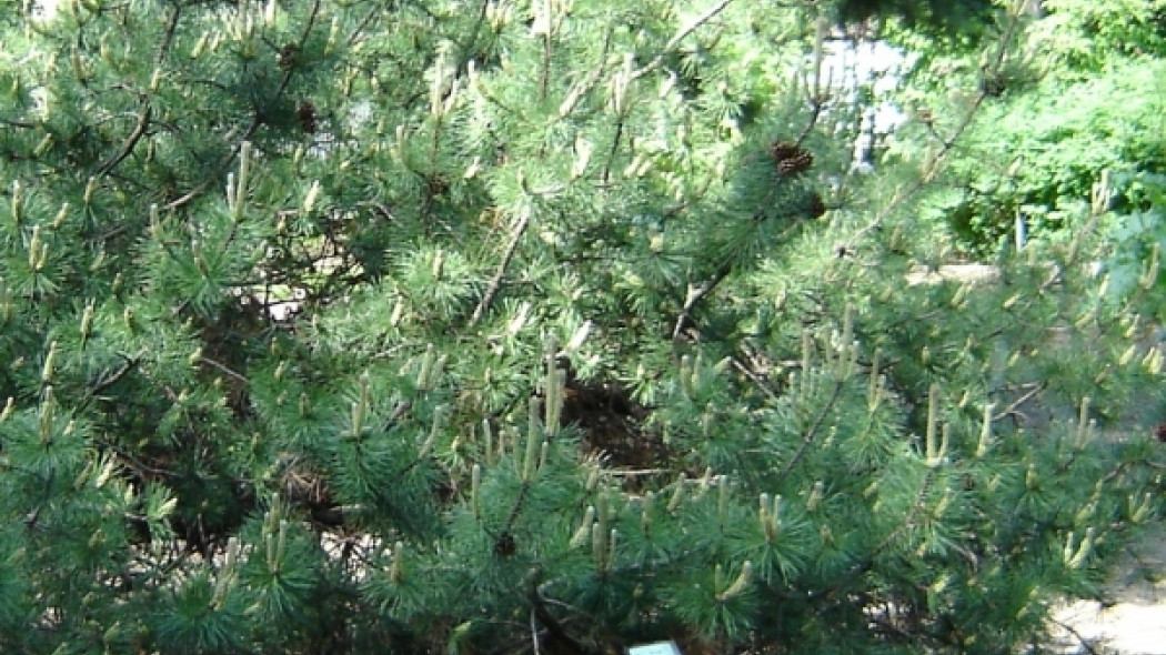 Sosna górska, kosodrzewina (Pinus mugo)