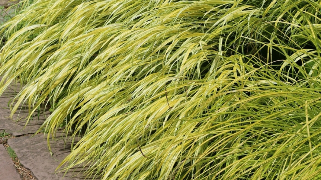 Hakonechloa smukła Aureola fot. Grzegorz Falkowski