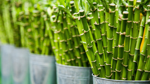 Dlaczego liście Lucky Bamboo robią się żółte? 3 główne powody