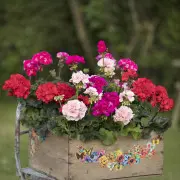 Pelargonie