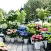 Pelargonie w nowej odsłonie. 26 pomysłów na balkon w sezonie 2026