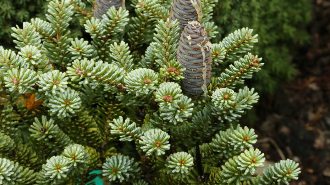 Abies-koreana-Blue-Emperor-2E1A3158-Fot.-G.Falkowski-ZSzP