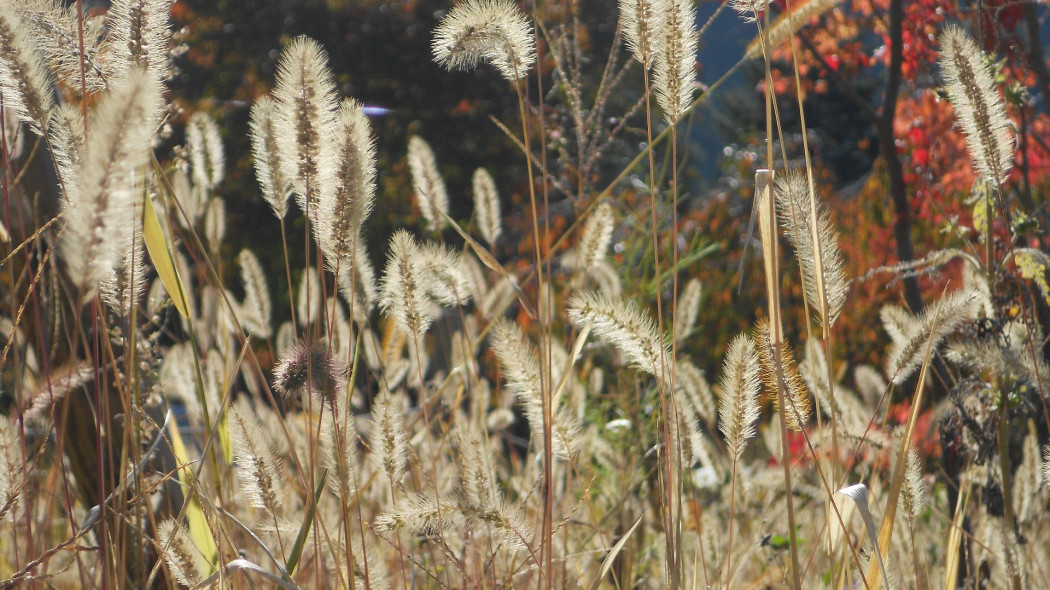 zeschnięte trawy fot. Klittika Suwanjaruen - Pixabay