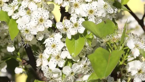 Grusza drobnoowocowa 'Chanticleer'