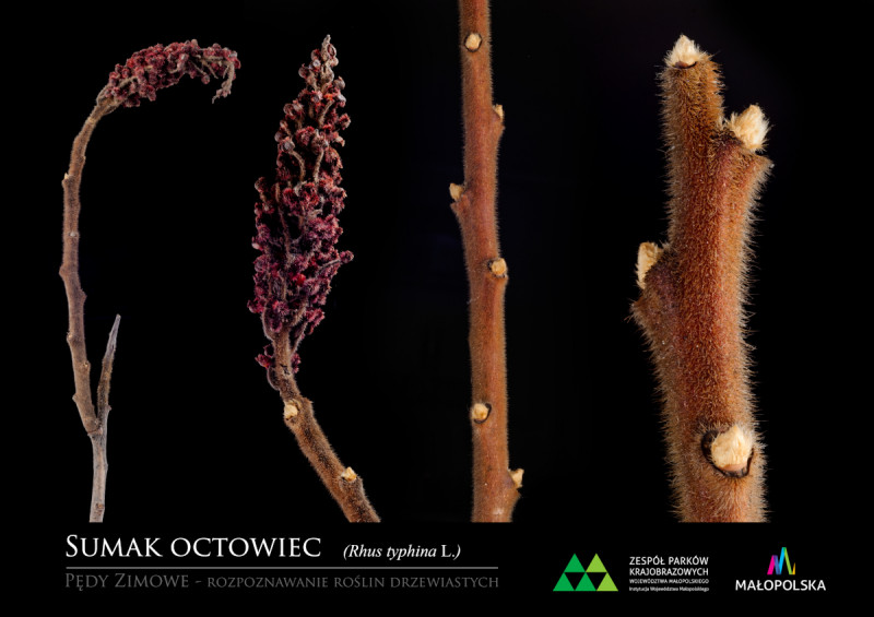 Sumak octowiec
