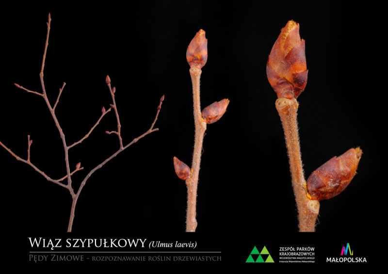 Wiąz szypułkowy