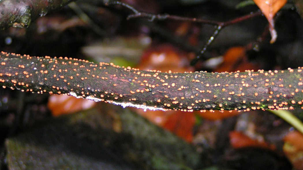Nectria cinnabarina