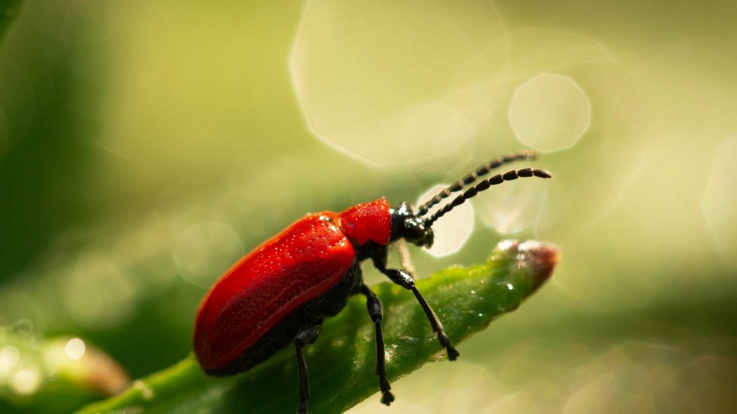 poskrzypka liliowa fot. monikasmigielska - Pixabay