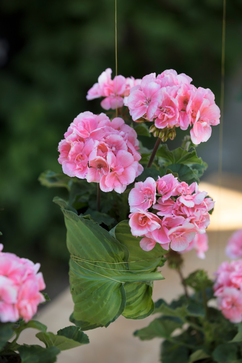 Kurtyna z pelargonii DIY 3 fot. Pelargonium for Europe