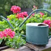 Pelargonie w nowej odsłonie. 26 pomysłów na balkon w sezonie 2026