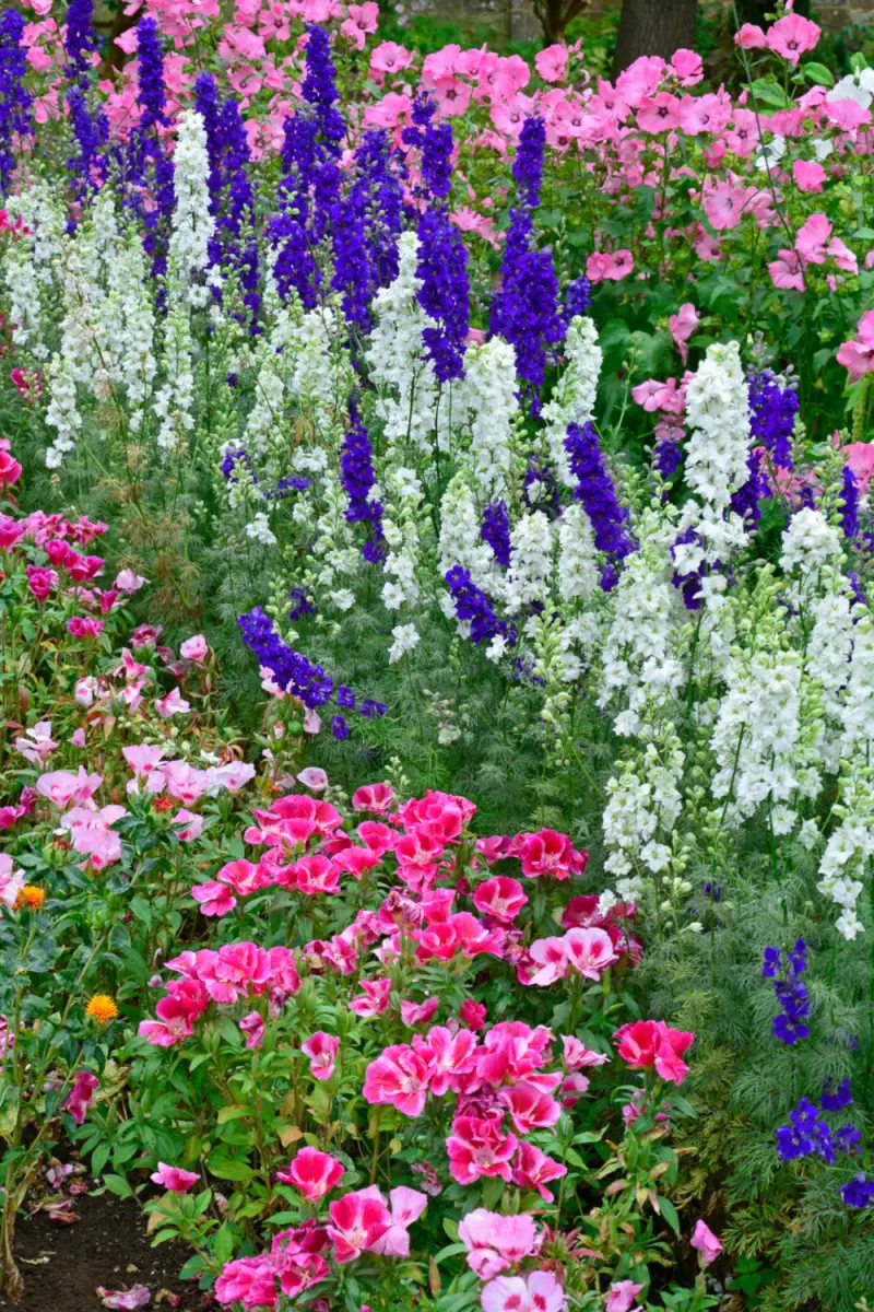 Rabata z ostróżkami fot. Garden Guru Fotolia
