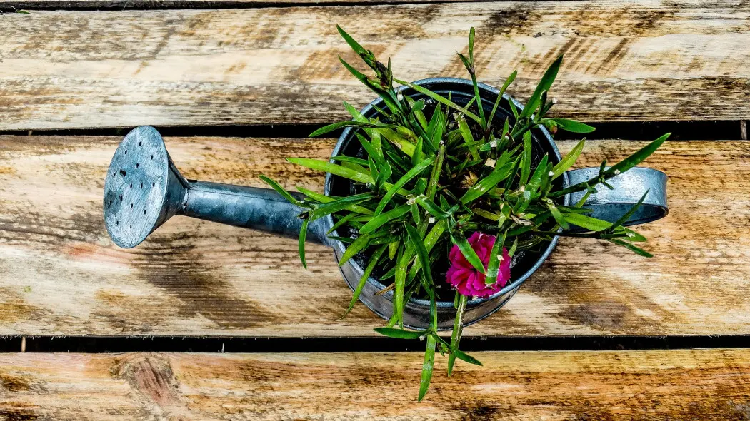 naturalne nawożenie fot. topserwer - Pixabay