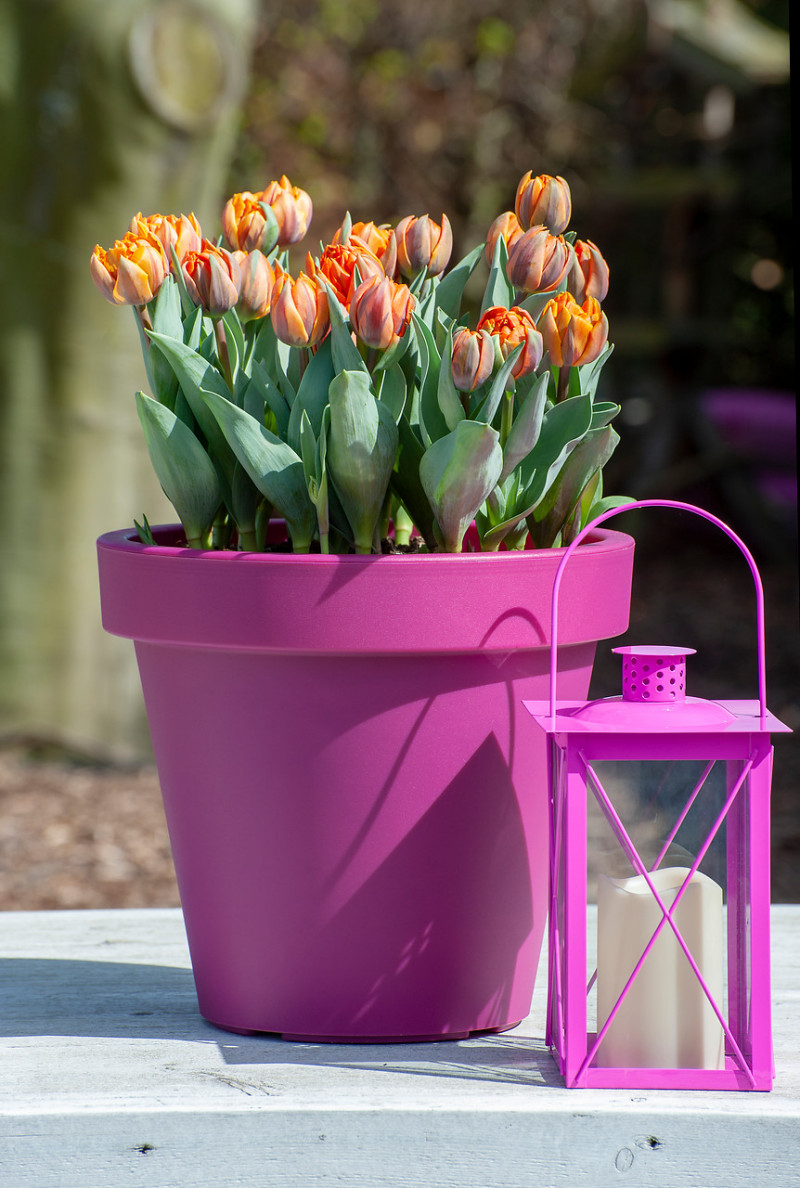 Tulipany w doniczce fot. iBulb