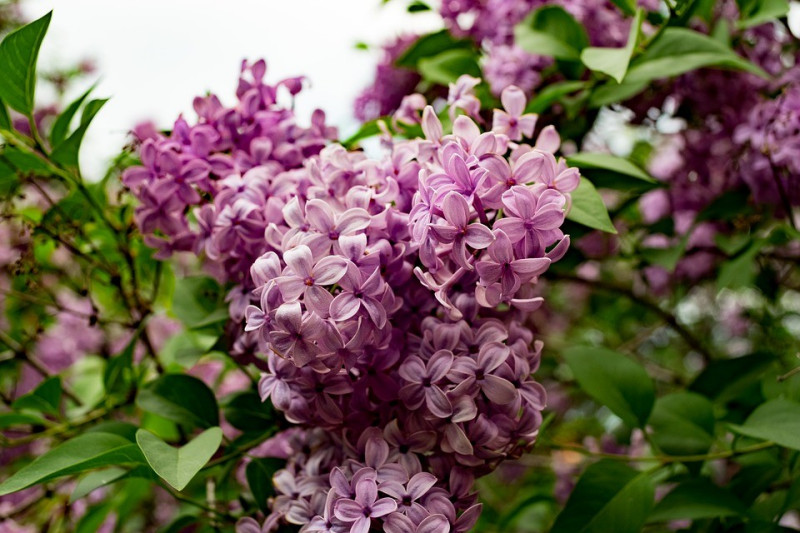 LILAK (Syringa vulgaris)