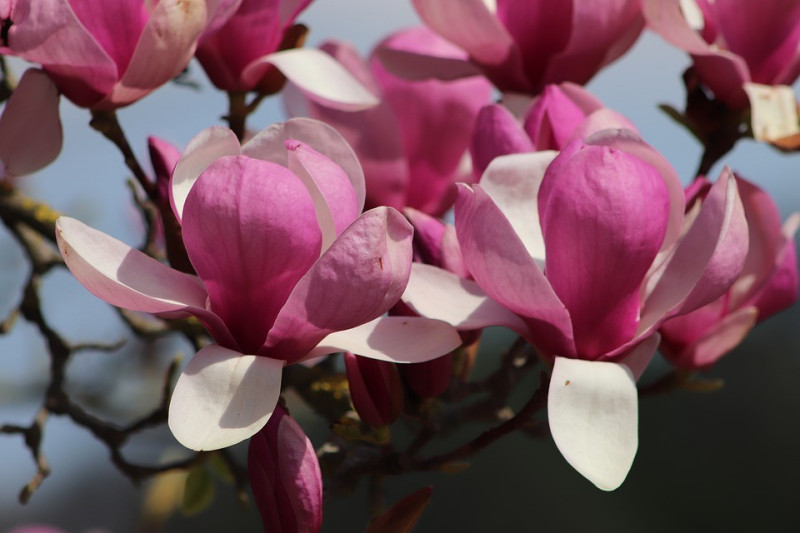 MAGNOLIA (Magnolia)