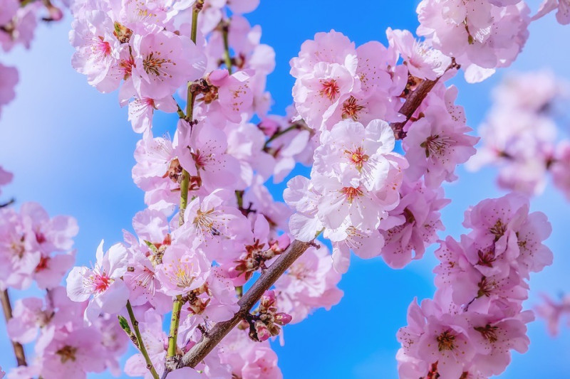 WIŚNIA (Prunus serrulata)