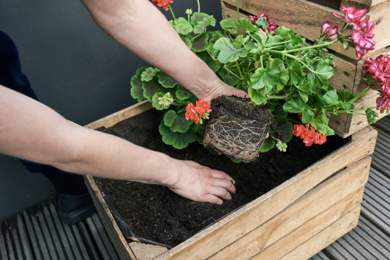 Ogród wertykalny sadzenie roślin fot. Pelargonium for Europe