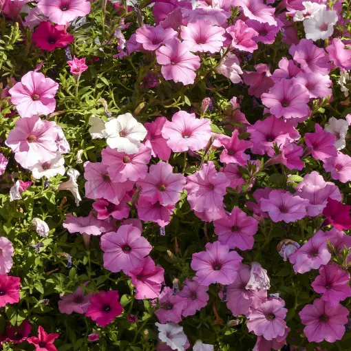 Petunia ogrodowa