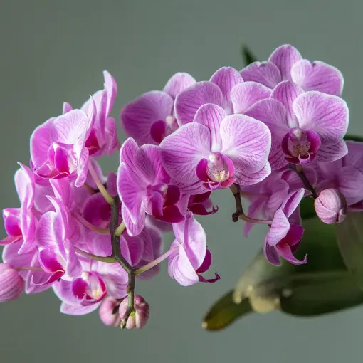 Storczyk Falenopsis