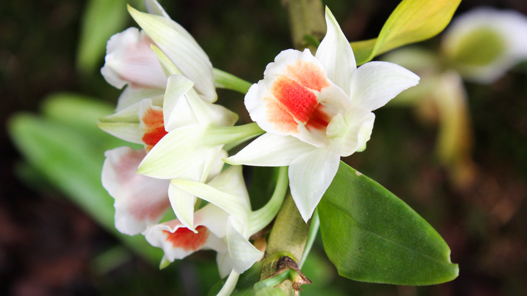 kwiat storczyka dendrobium