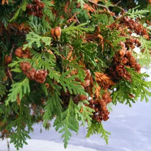 Szyszki żywotnika (Thuja)