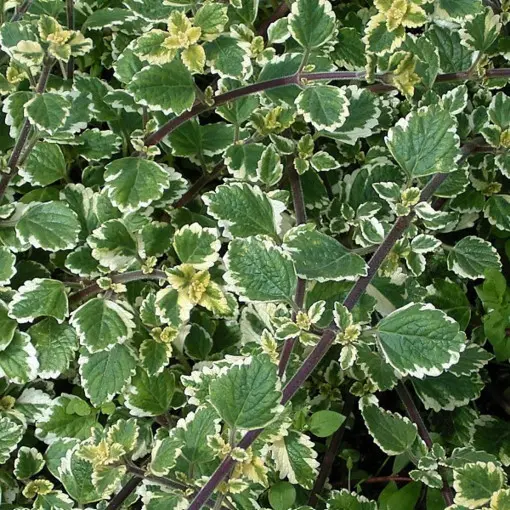 Plektrantus koleusowaty / Komarzyca