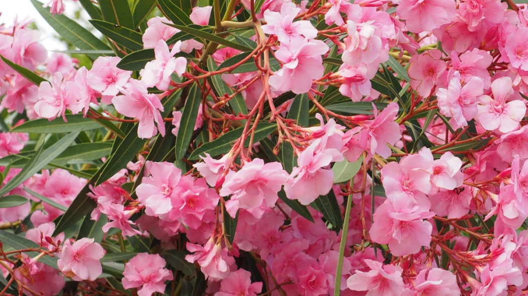 oleander pospolity krzew - Hans Braxmeier Pixabay