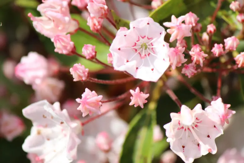 Kalmia fot. punch_ra PIxabay