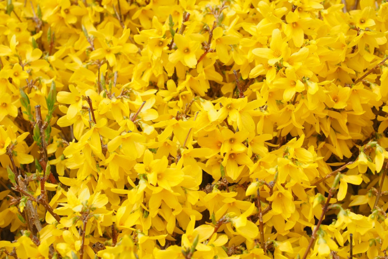 żywopłot z forsycji fot. Hans Braxmeier - Pixabay