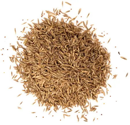 nasiona traw fot. Natallia - Fotolia